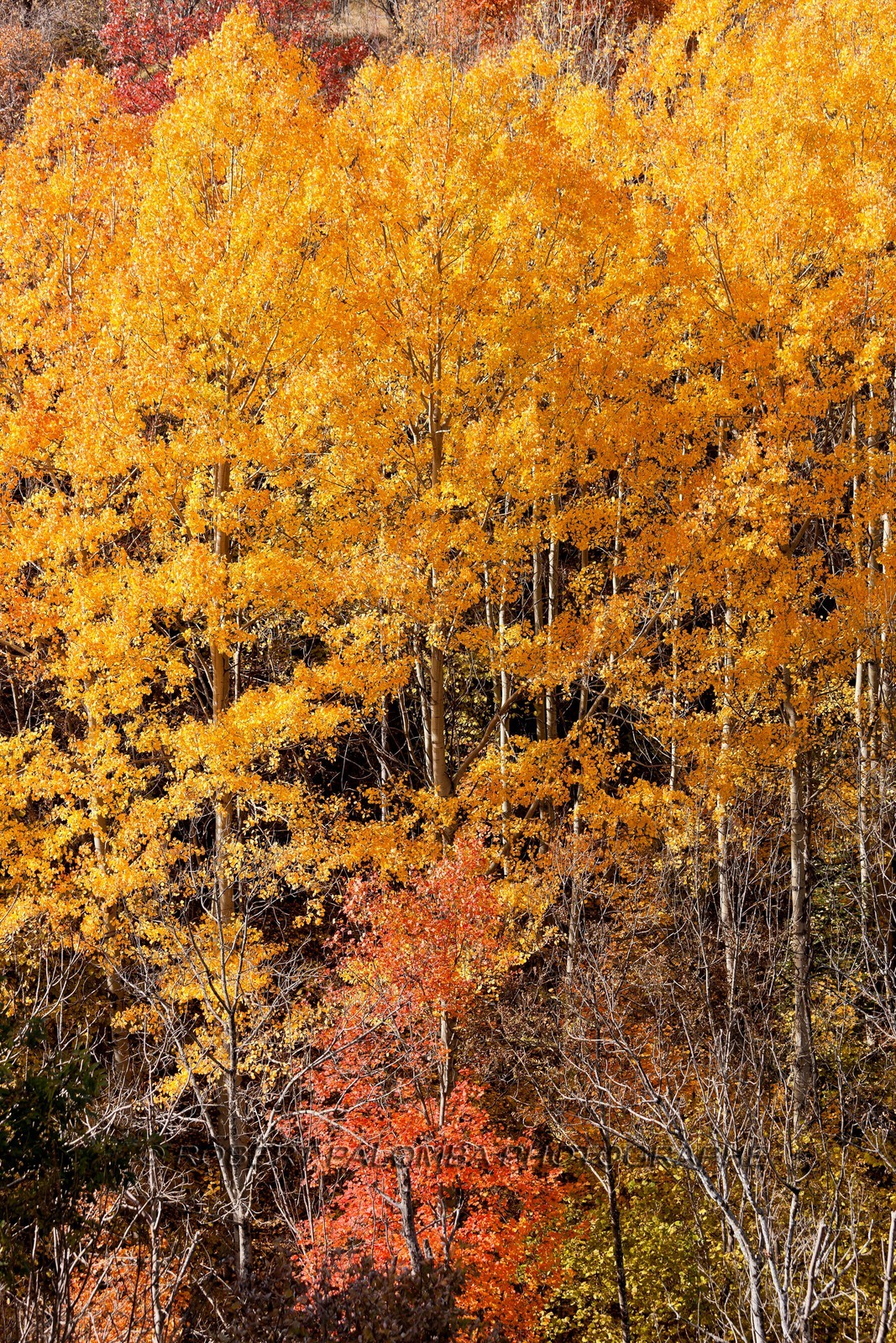 Saint-Etienne-de-Tinée