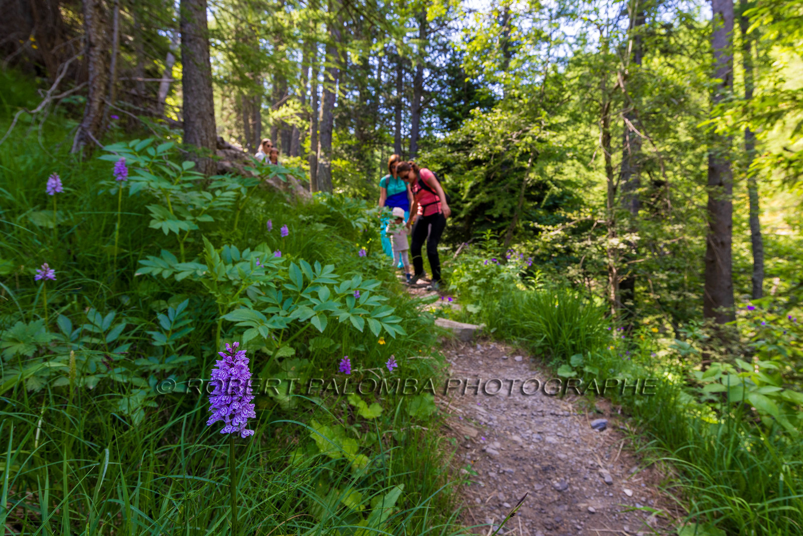 Alpes-de-Haute-Provence (04) Val d'Allos