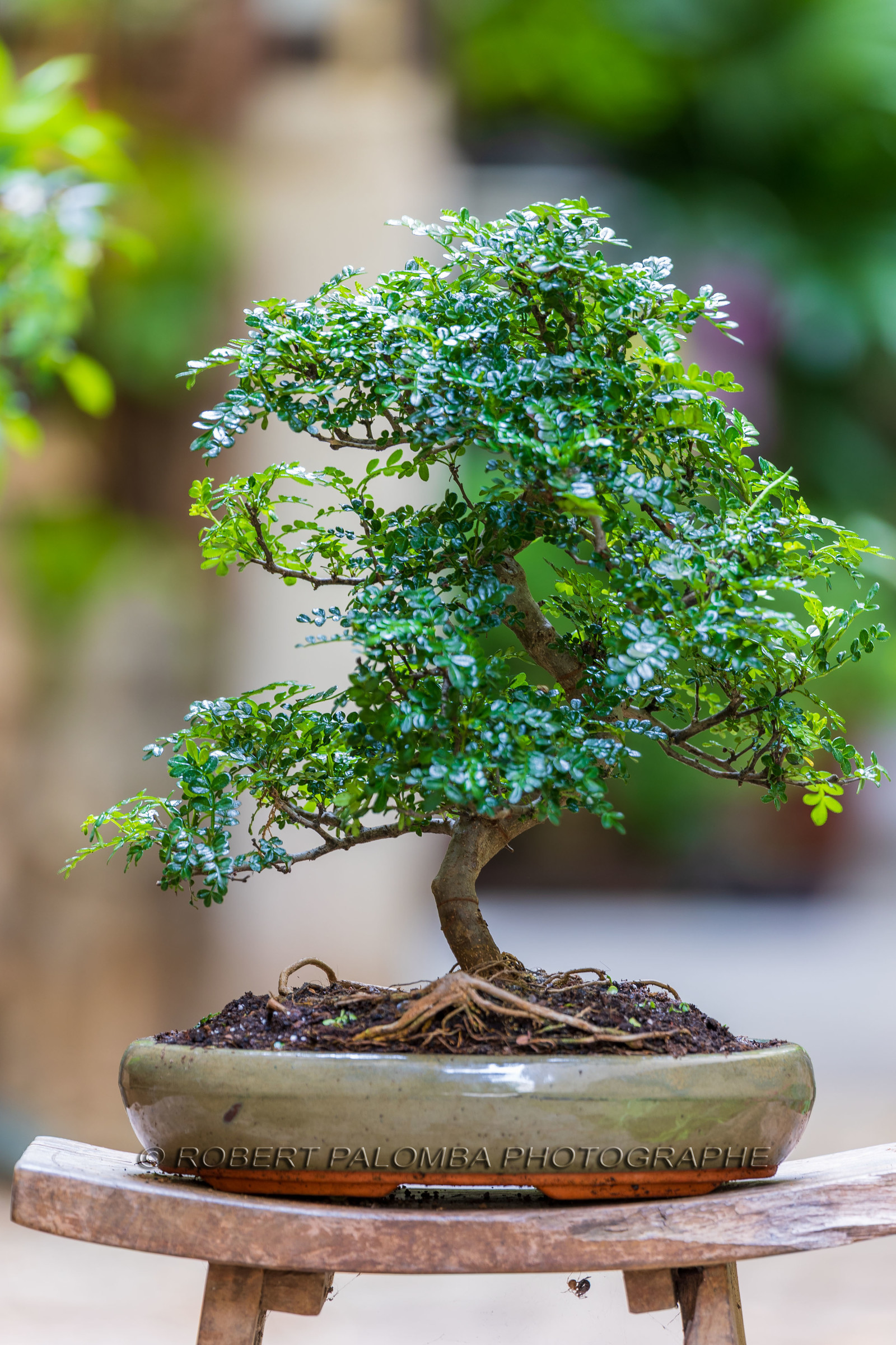 Bonsai