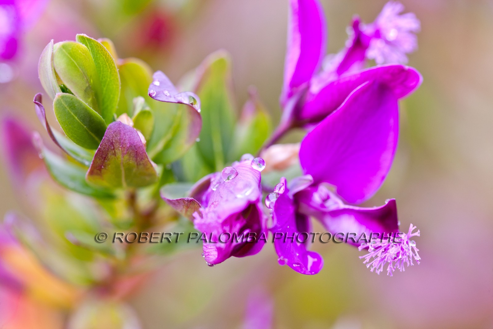 Polygala, polygala vulgaris