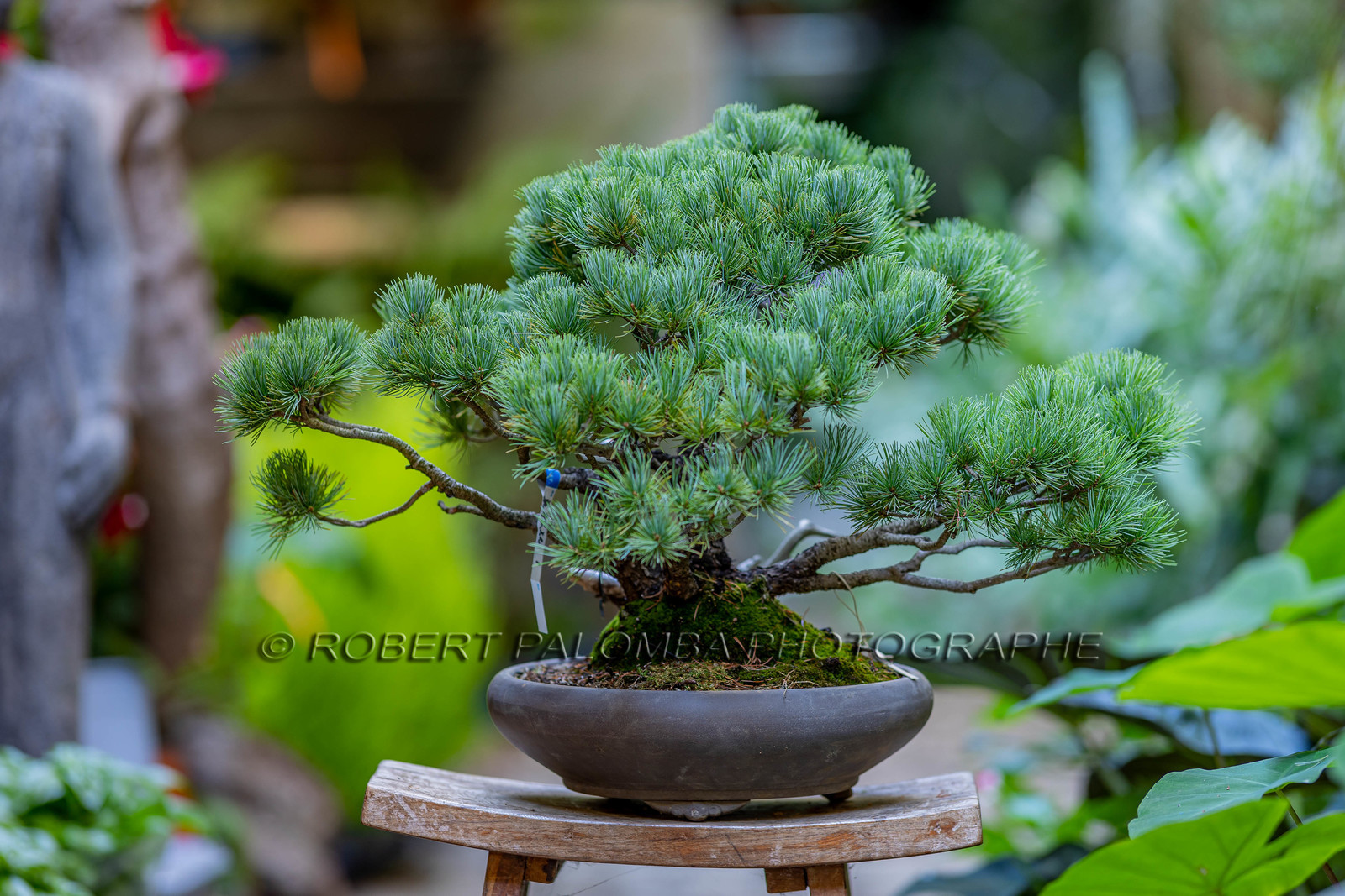Bonsai