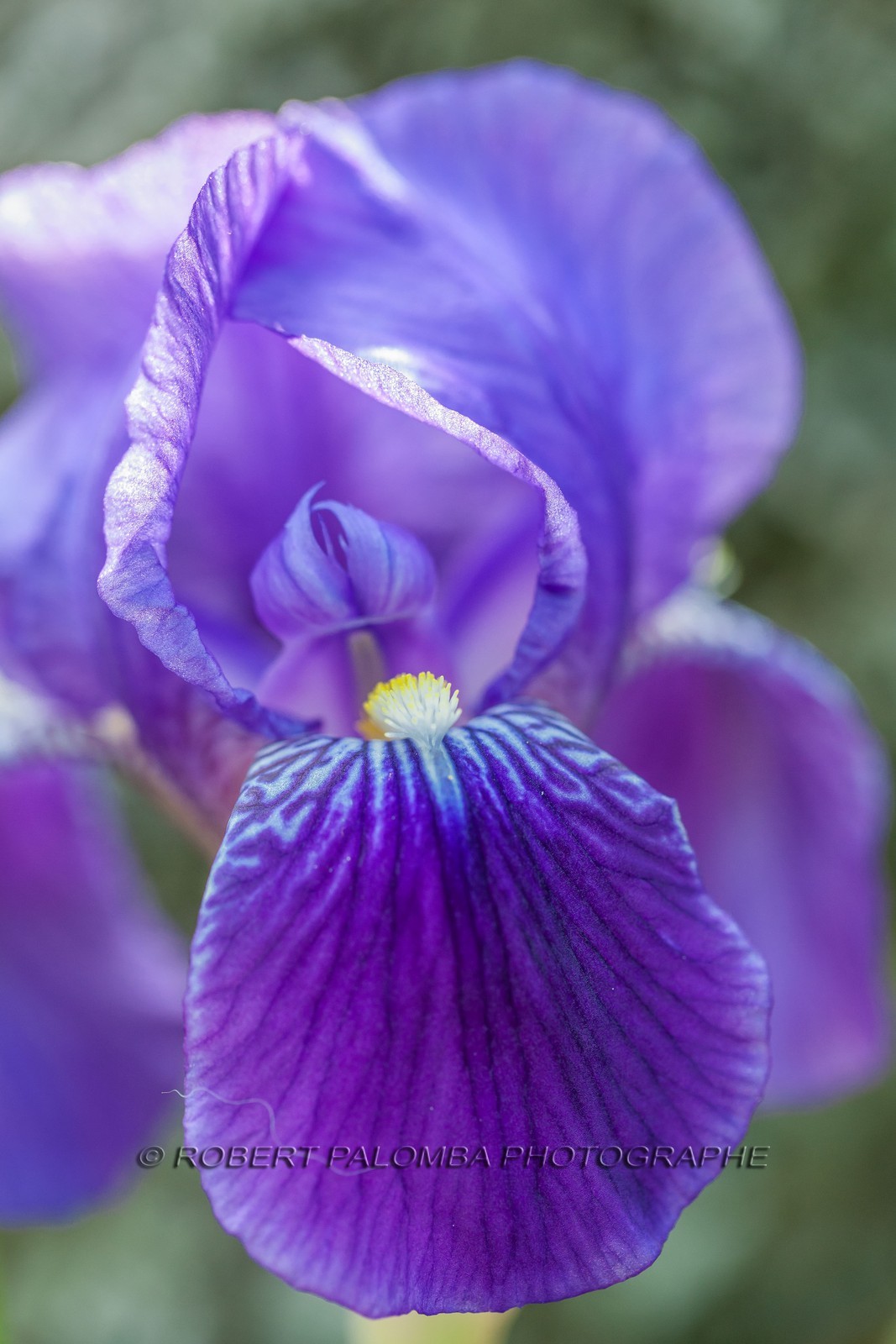 Iris, Iris haynei