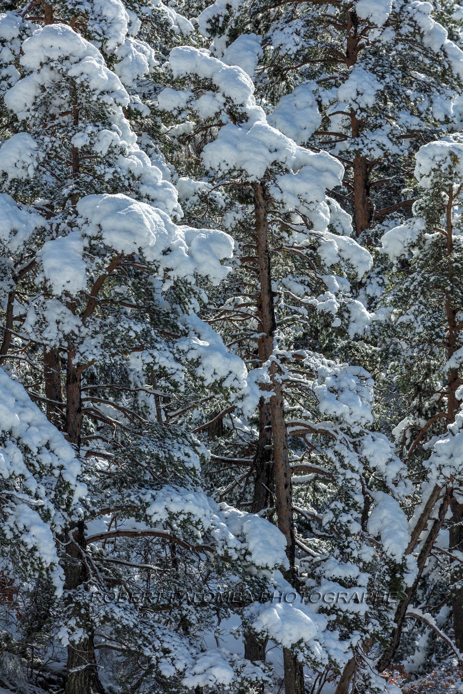 La Colle-Saint-Michel