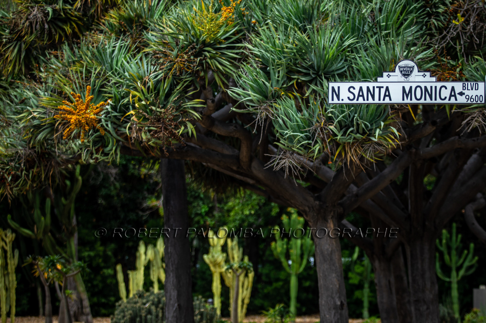 Etats-Unis, Californie-du-Sud, Los Angeles, Rodeo Drive
