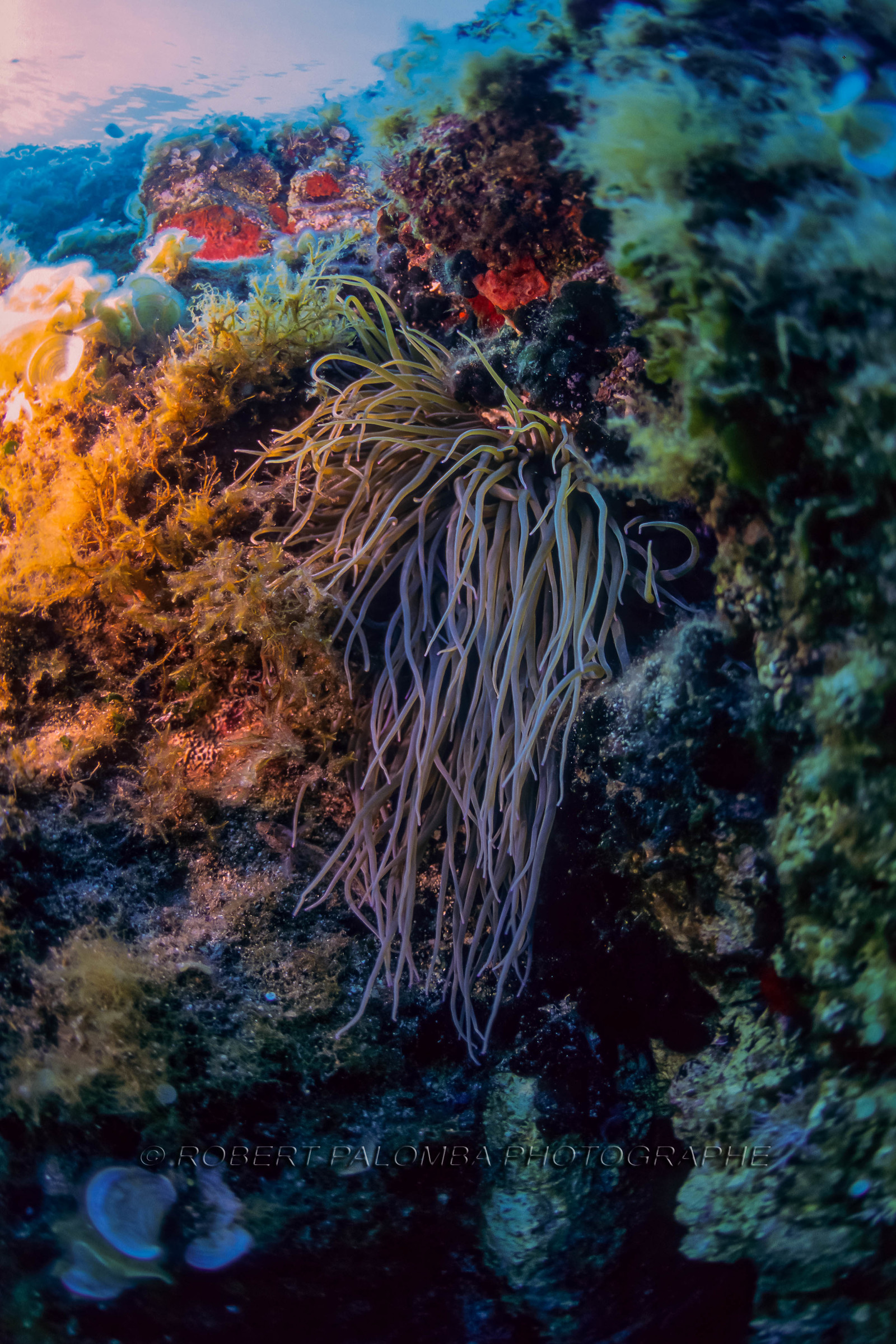 Plongée sous-marine