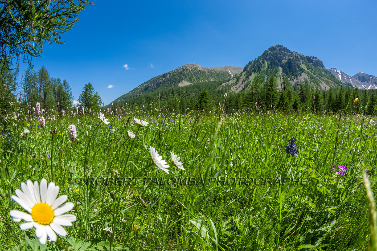Col de la Moutière