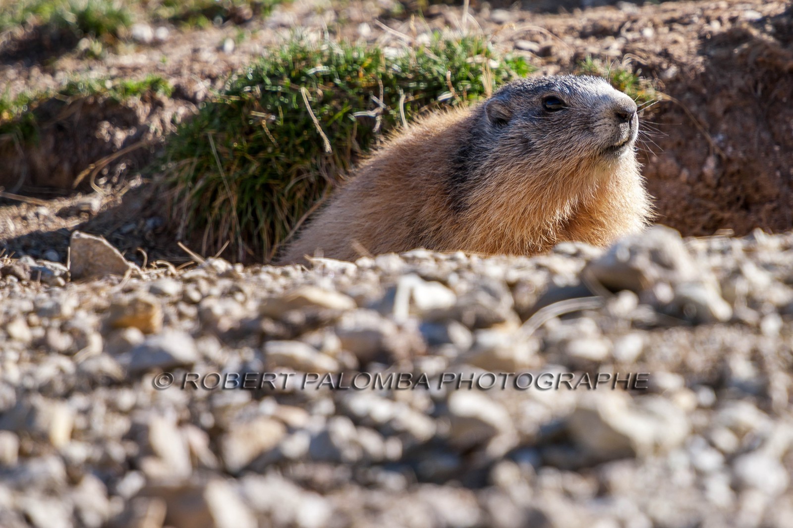 Marmotte, Marmota