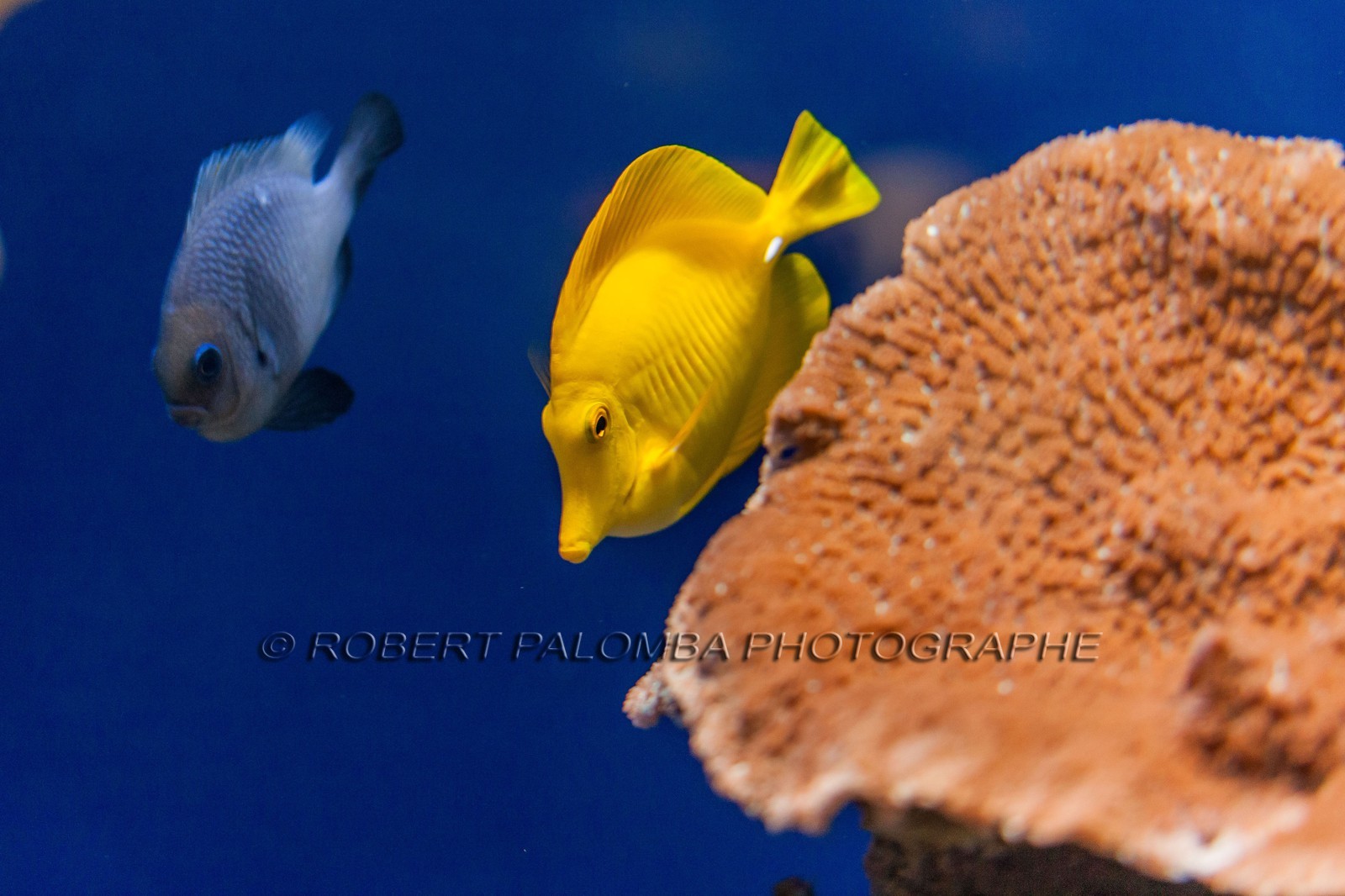 Musée Océanographique de Monaco