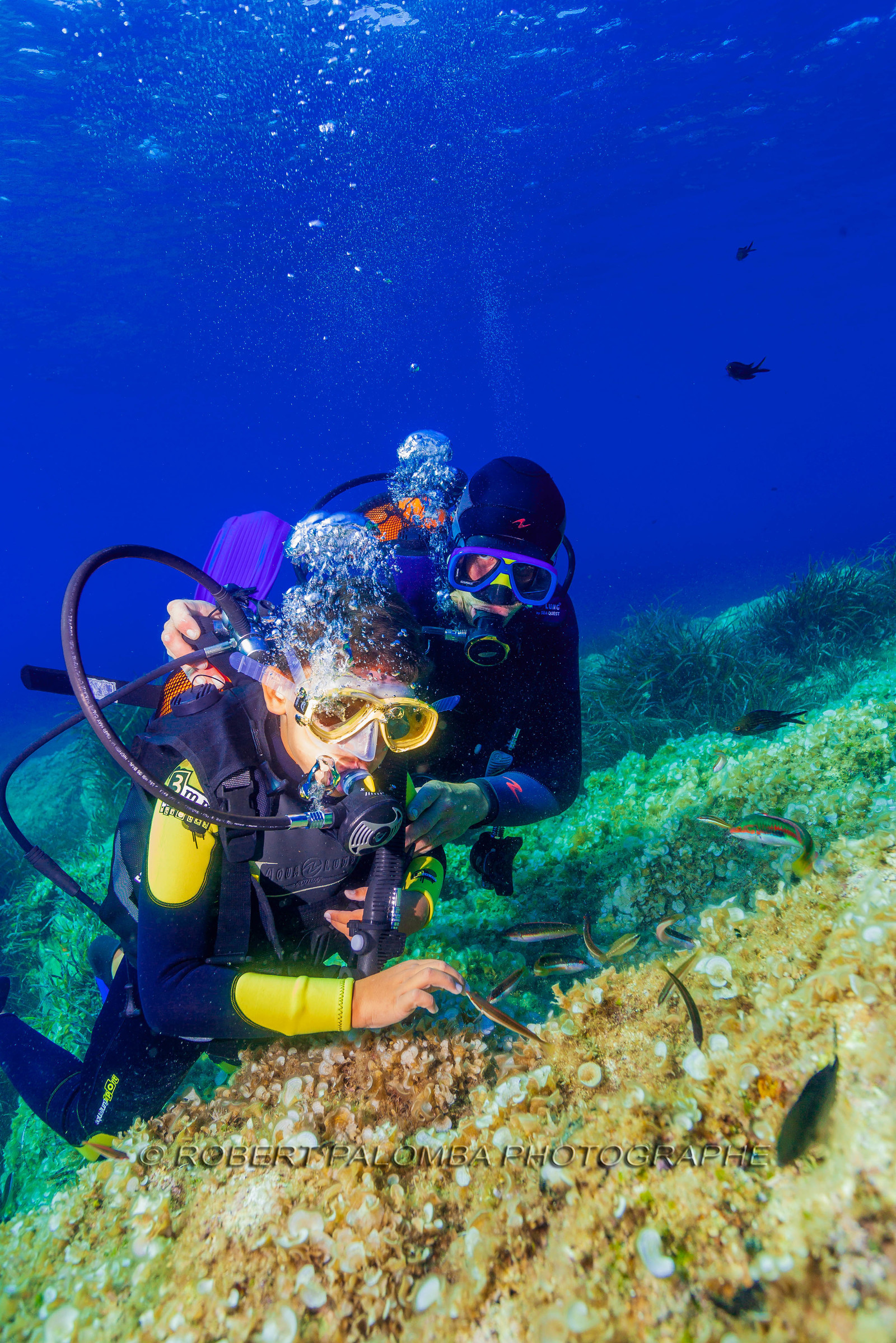 Plongée-sous-marine