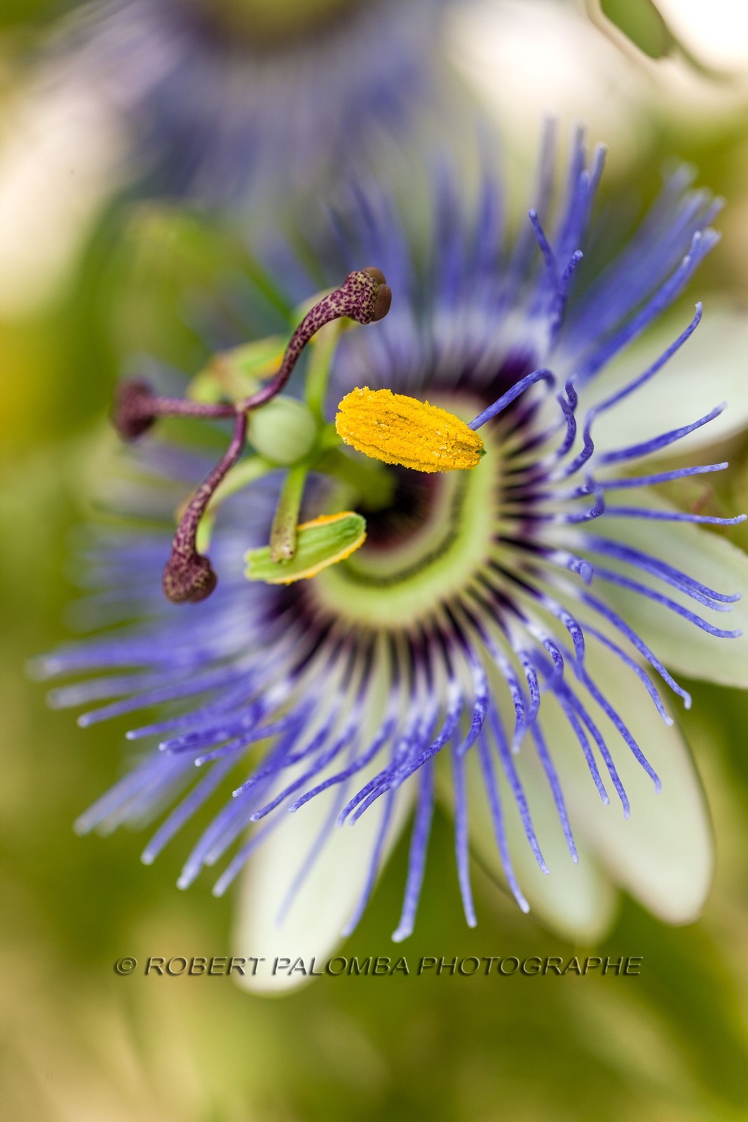 Flore méditerranéenne