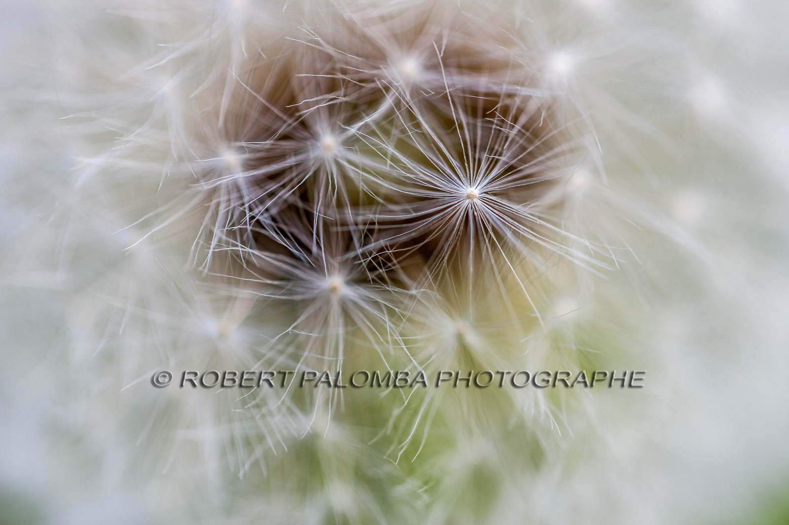 Pissenlit dit Taraxacum