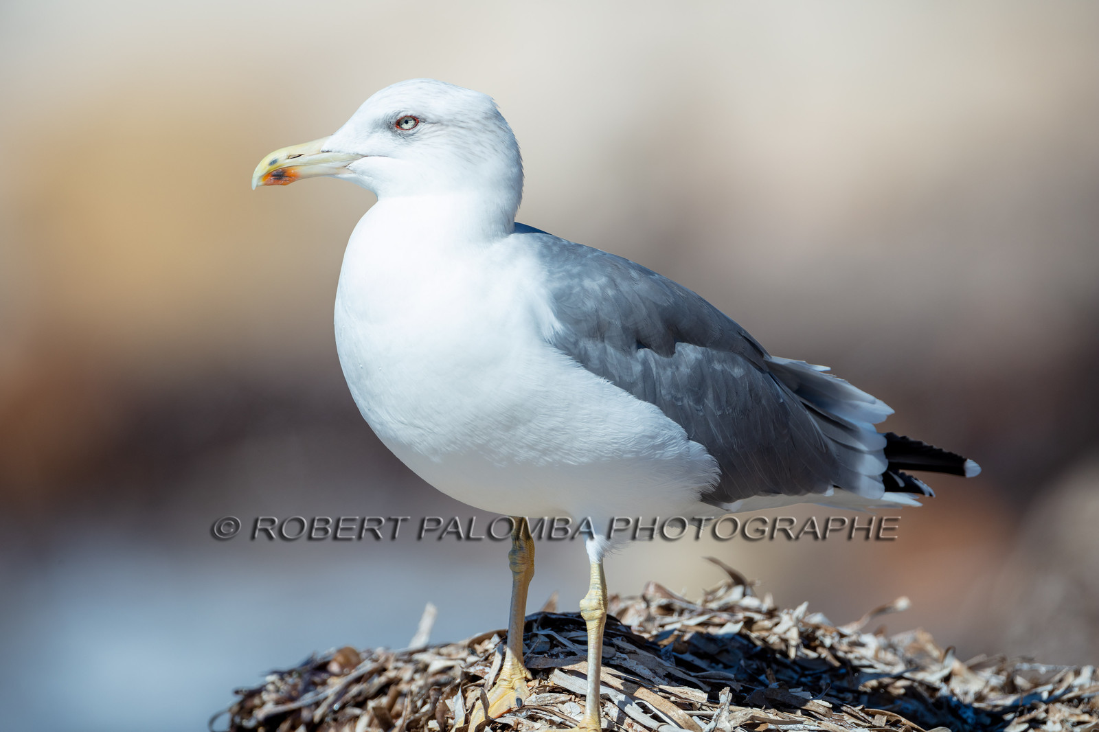 Mouette