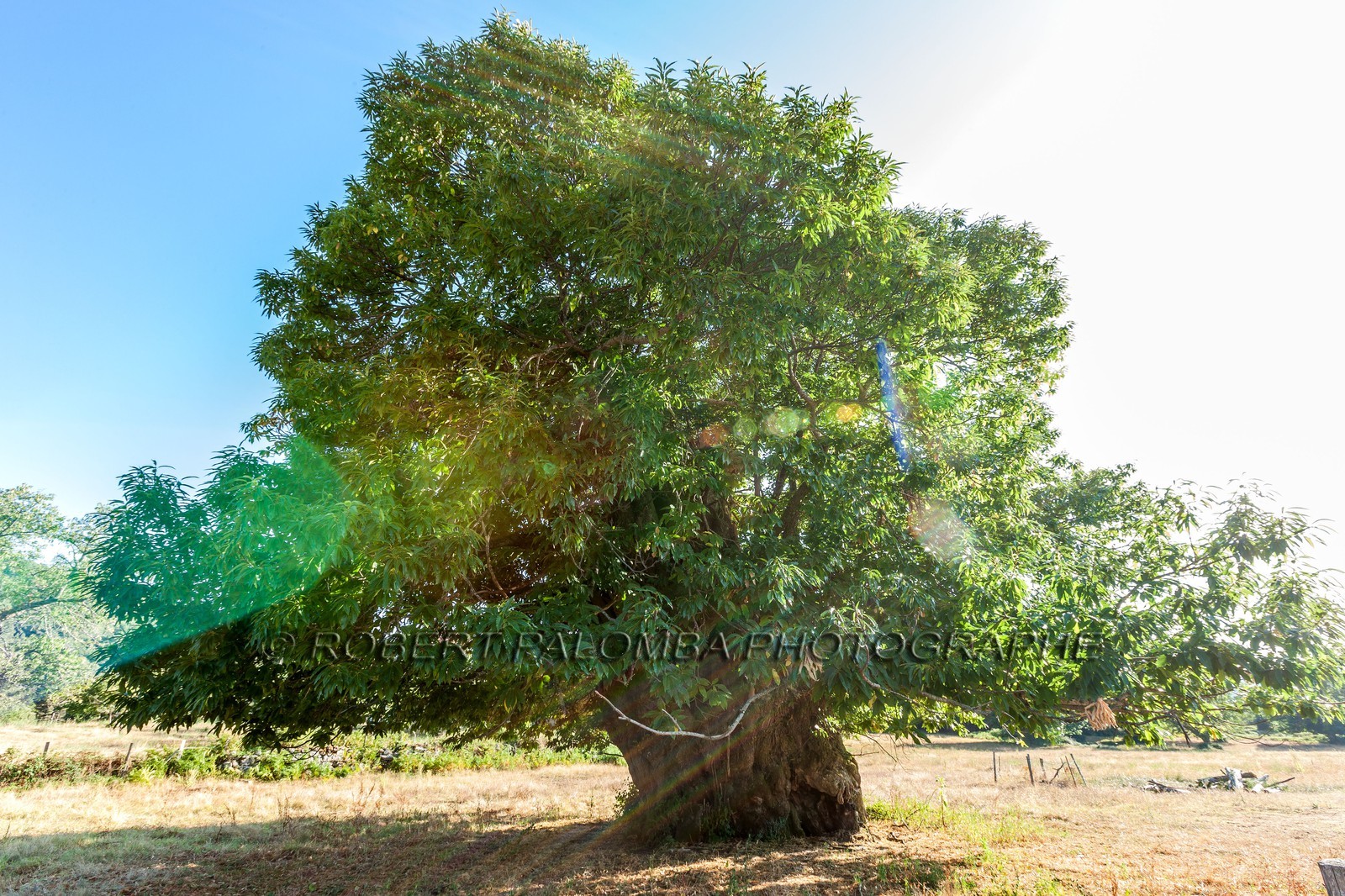 Châtaignier de Zonza