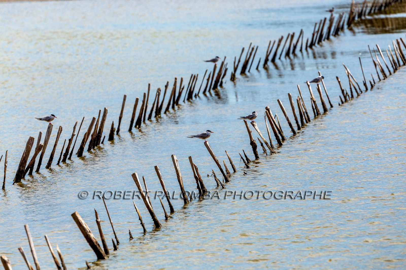 Salins d'Hyères