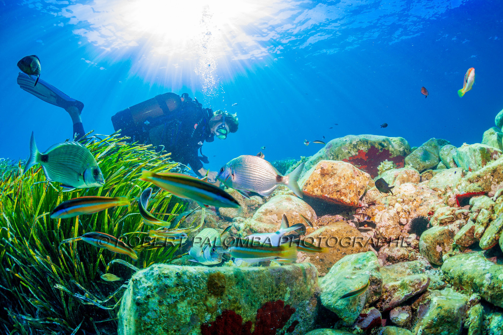 Plongée-sous-marine