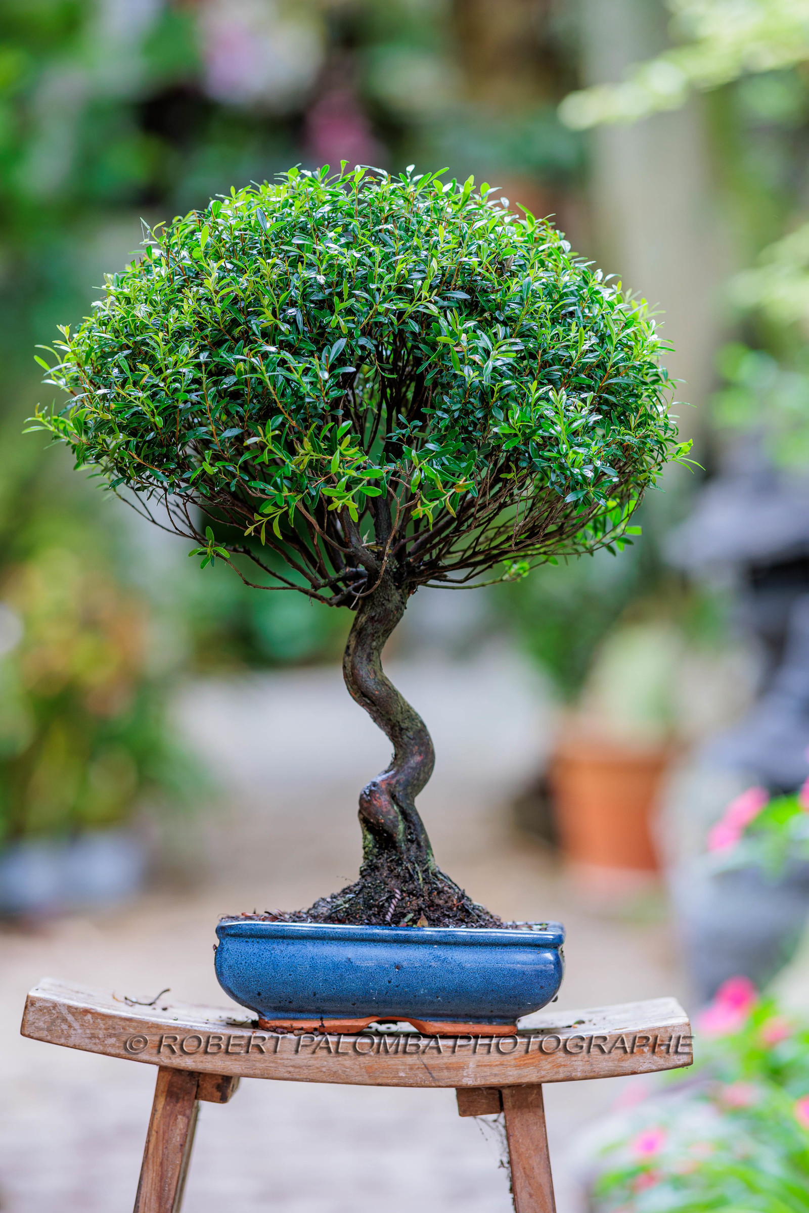 Bonsai