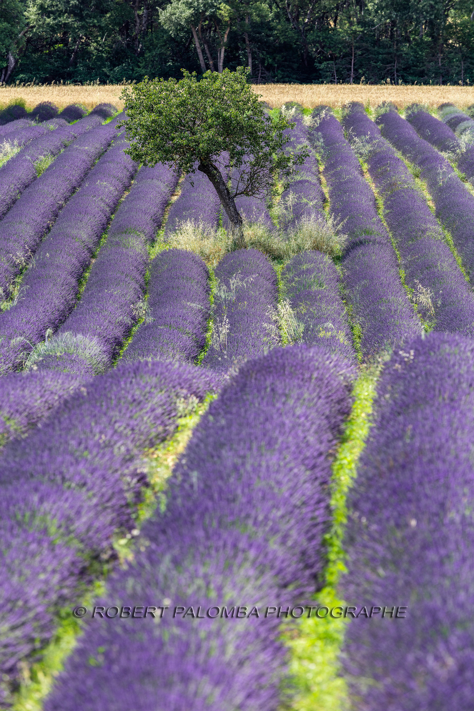 Lavande, Lavandula