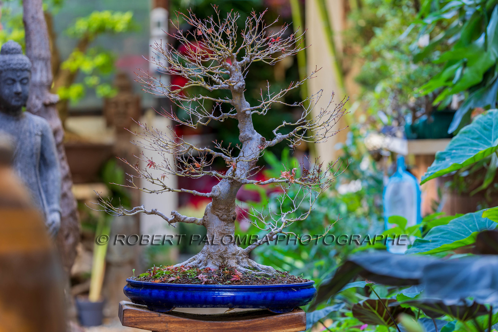 Bonsai Center