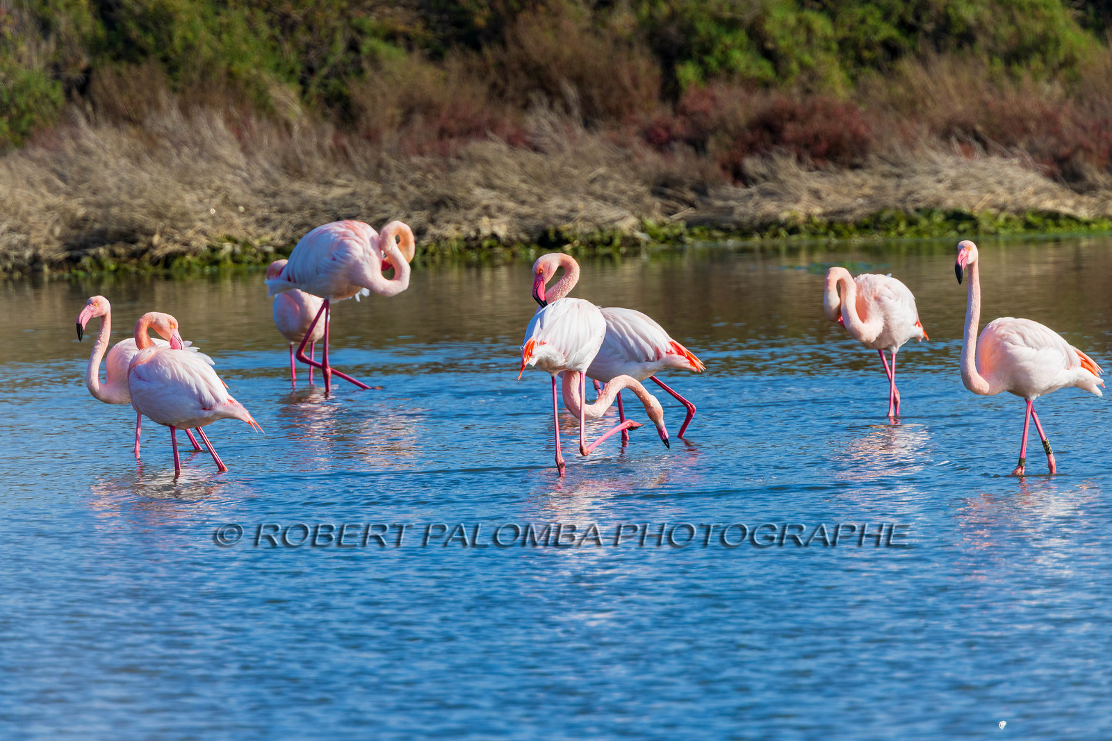 Flamant rose