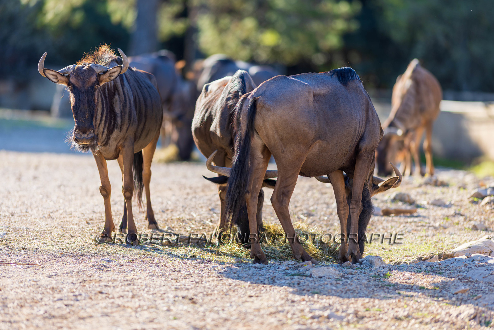 Parc animalier de la Barben