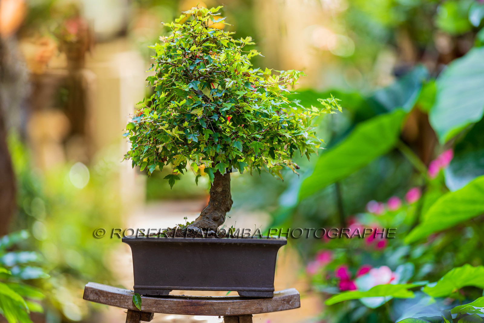Bonsai Center