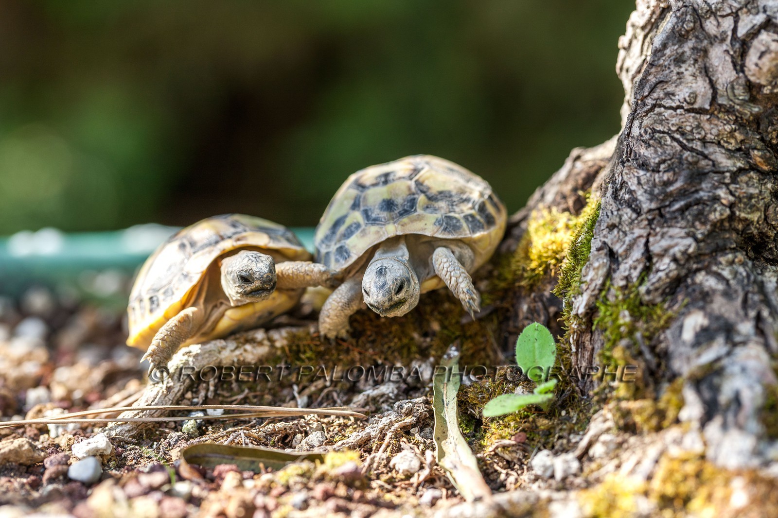Tortue d'Hermann,Testudo hermanni