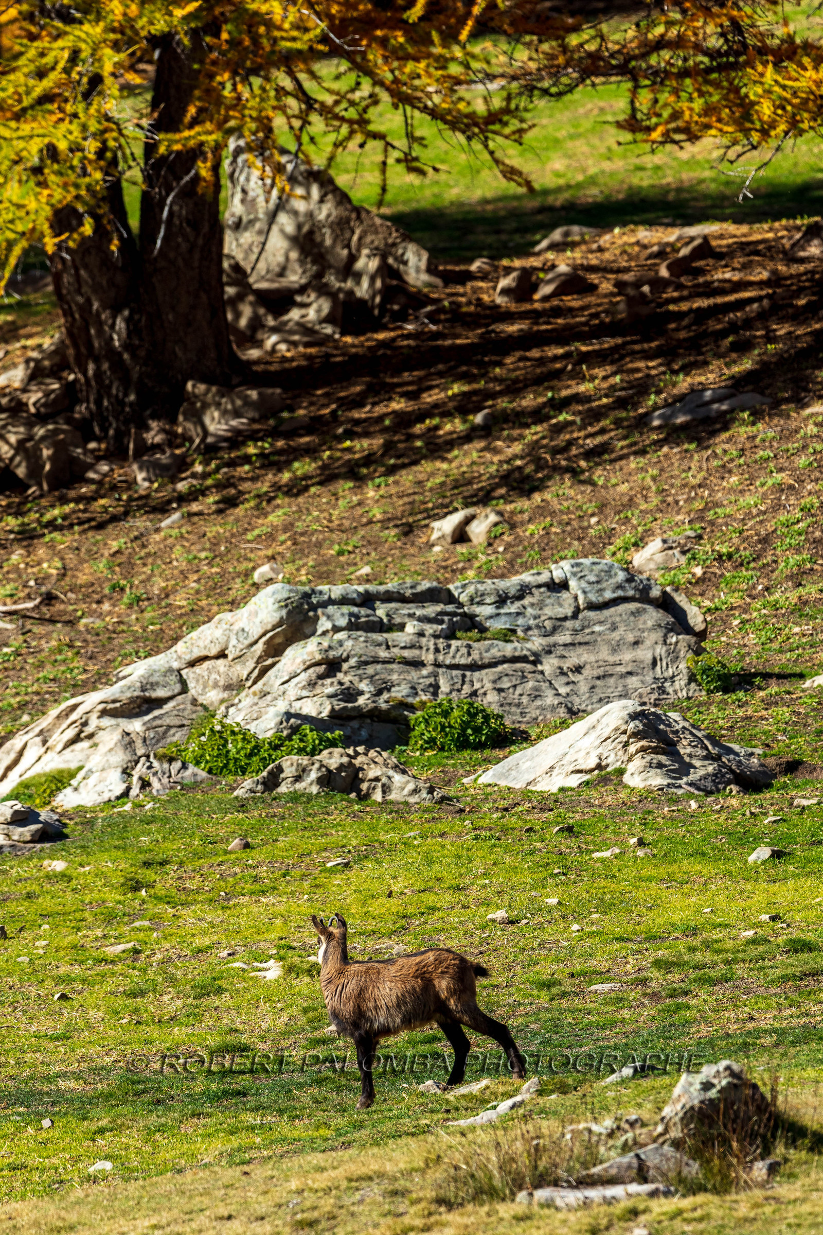 Chamois, Rupicapra rupicapra
