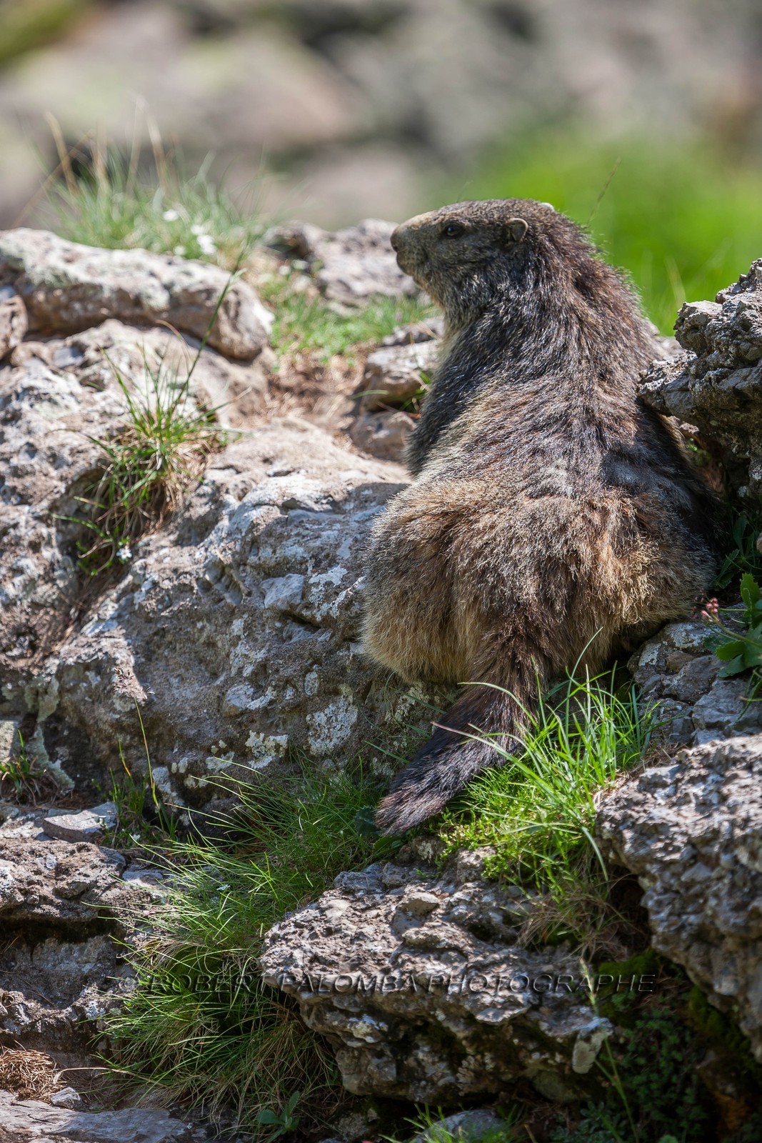 Marmotte, Marmota