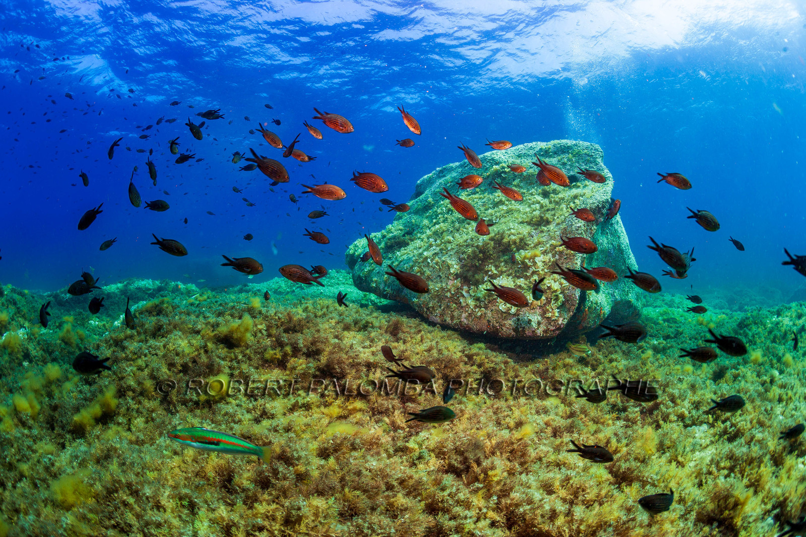 Plongée-sous-marine