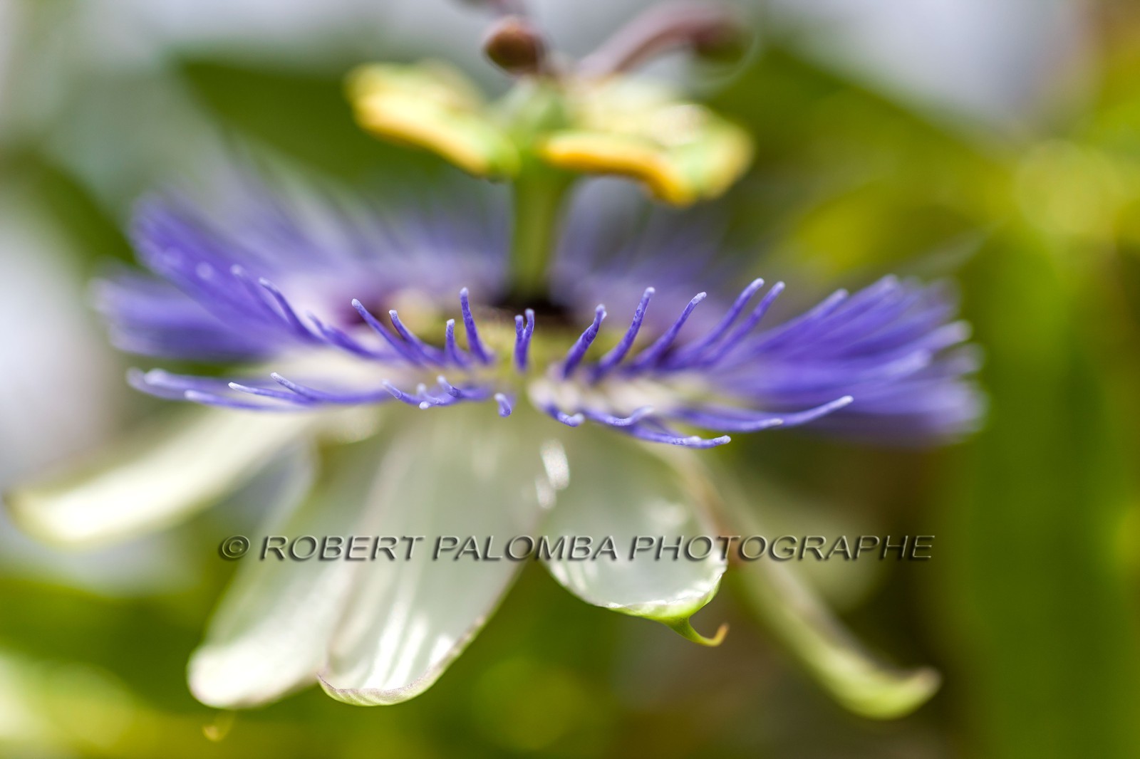 Flore méditerranéenne