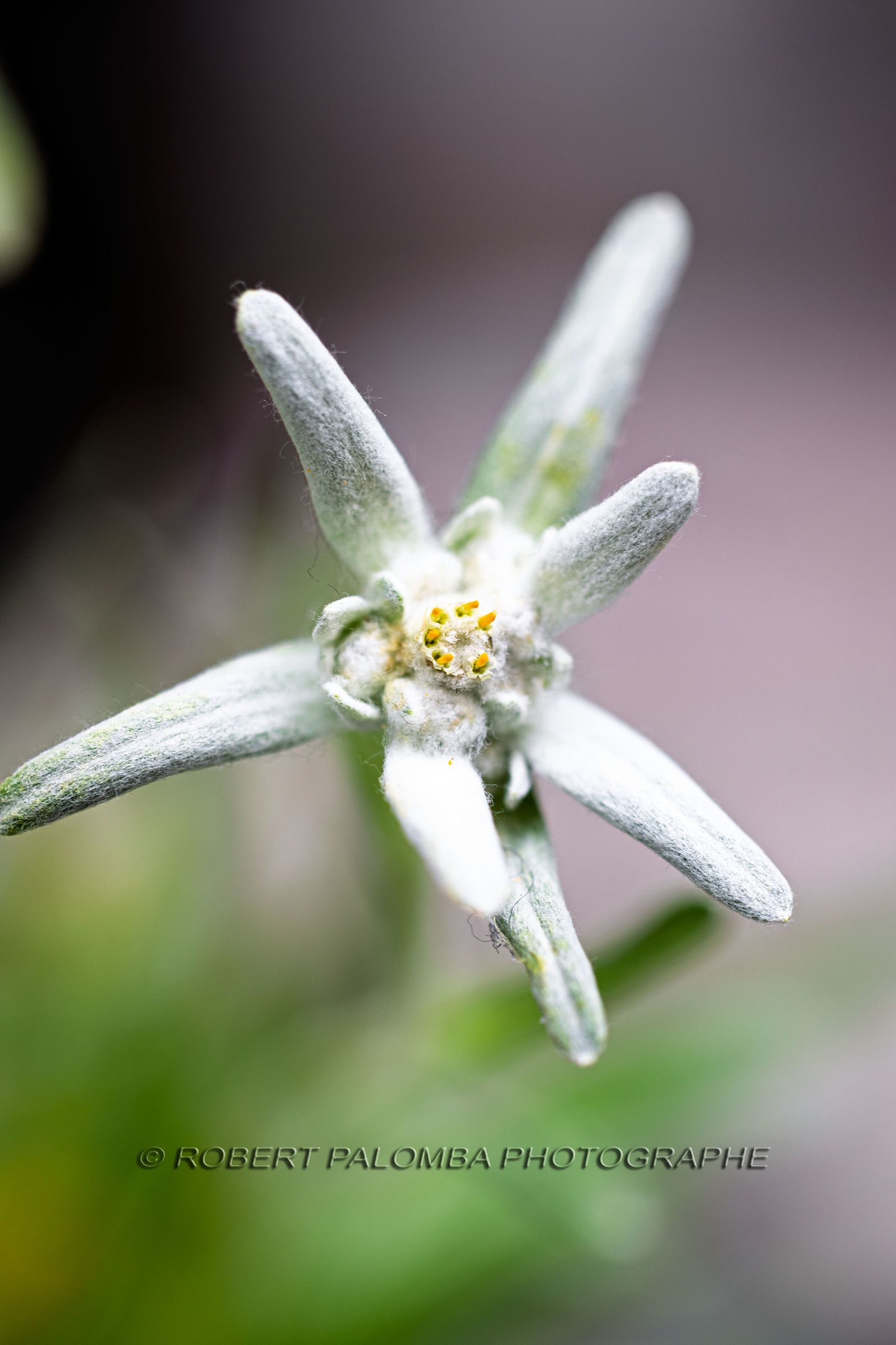 Edelweiss