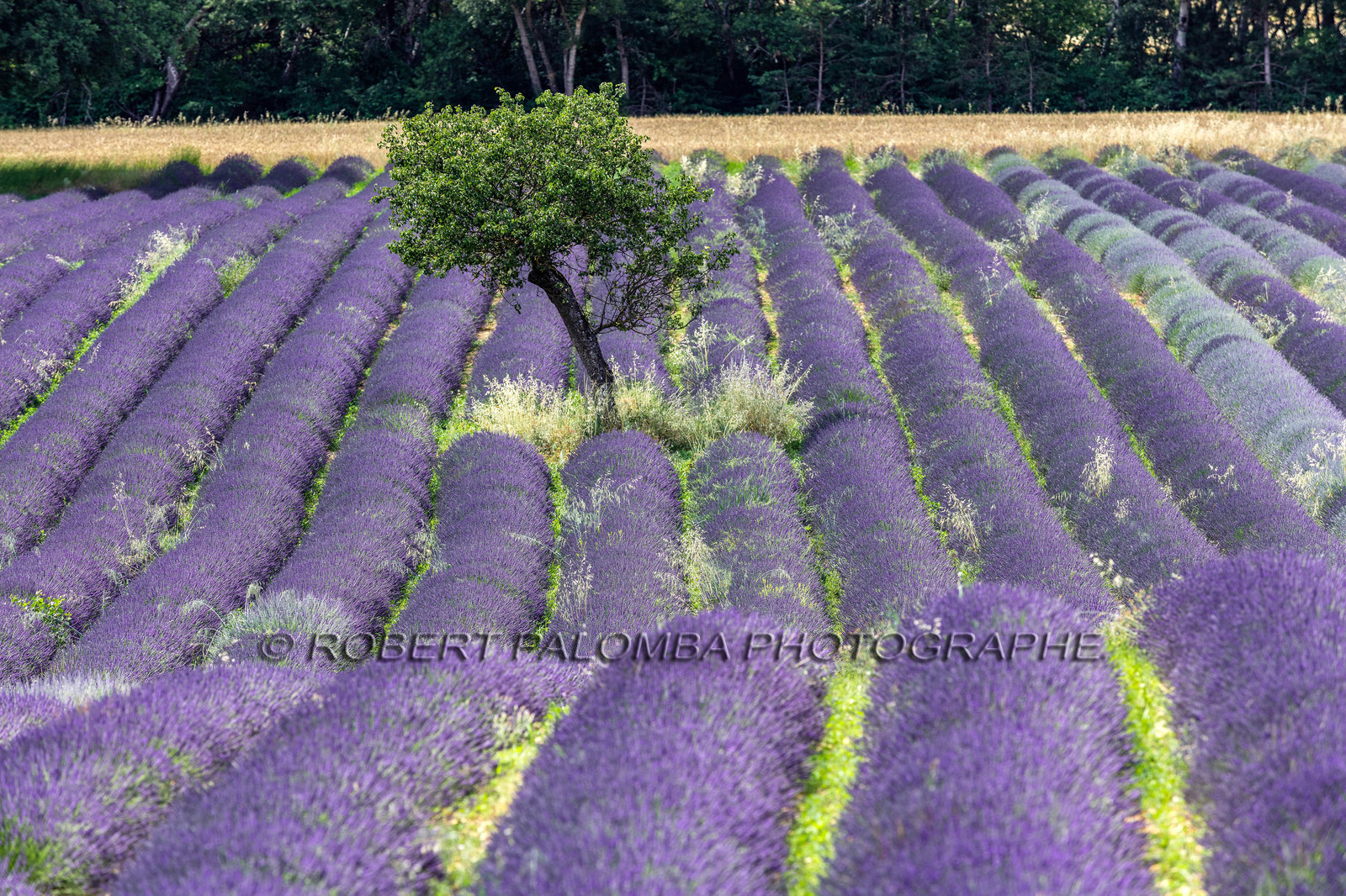 Lavande, Lavandula