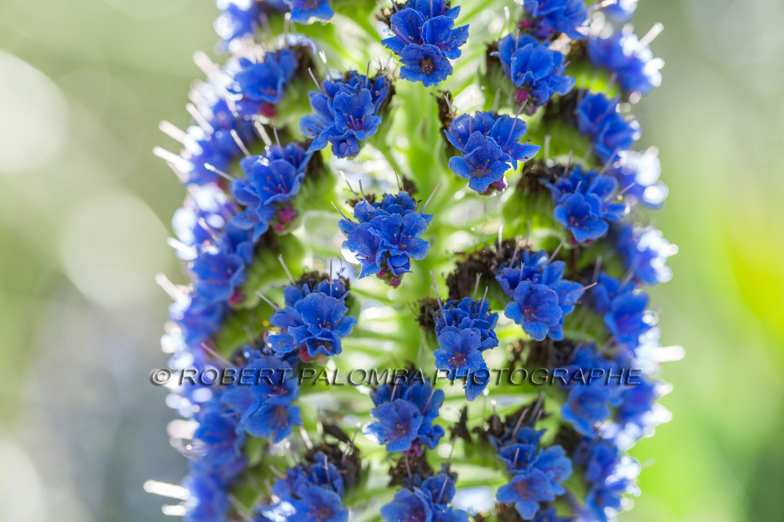 Flore Méditerranéenne