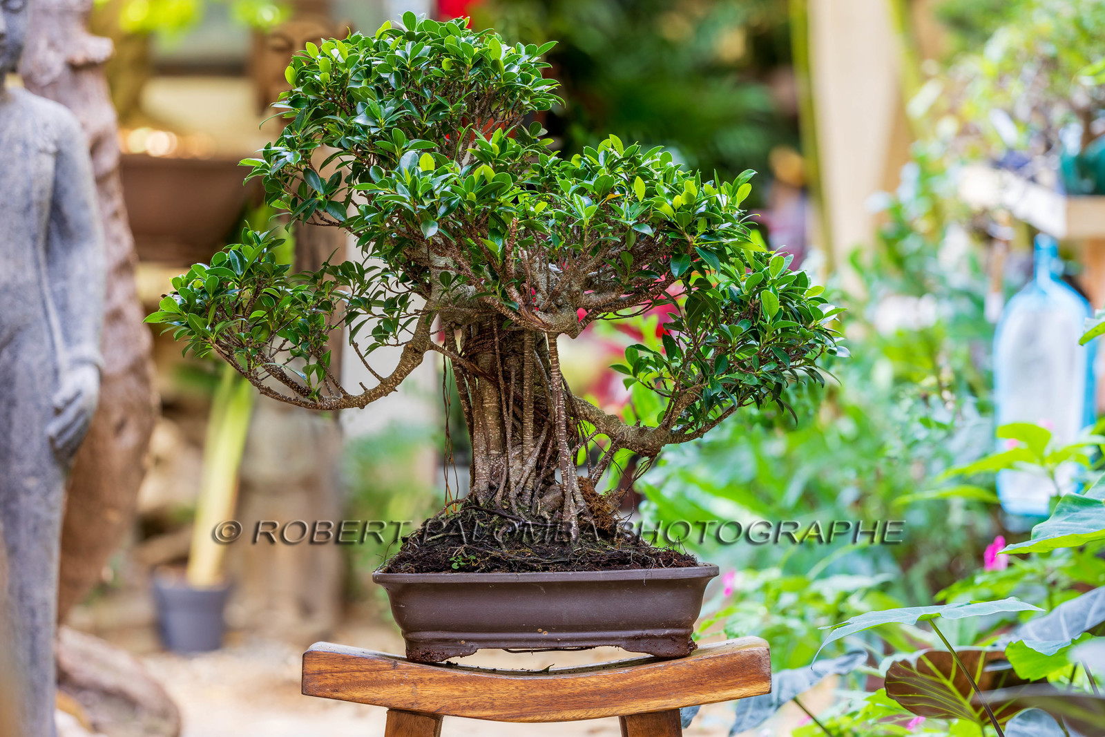 Bonsai Center