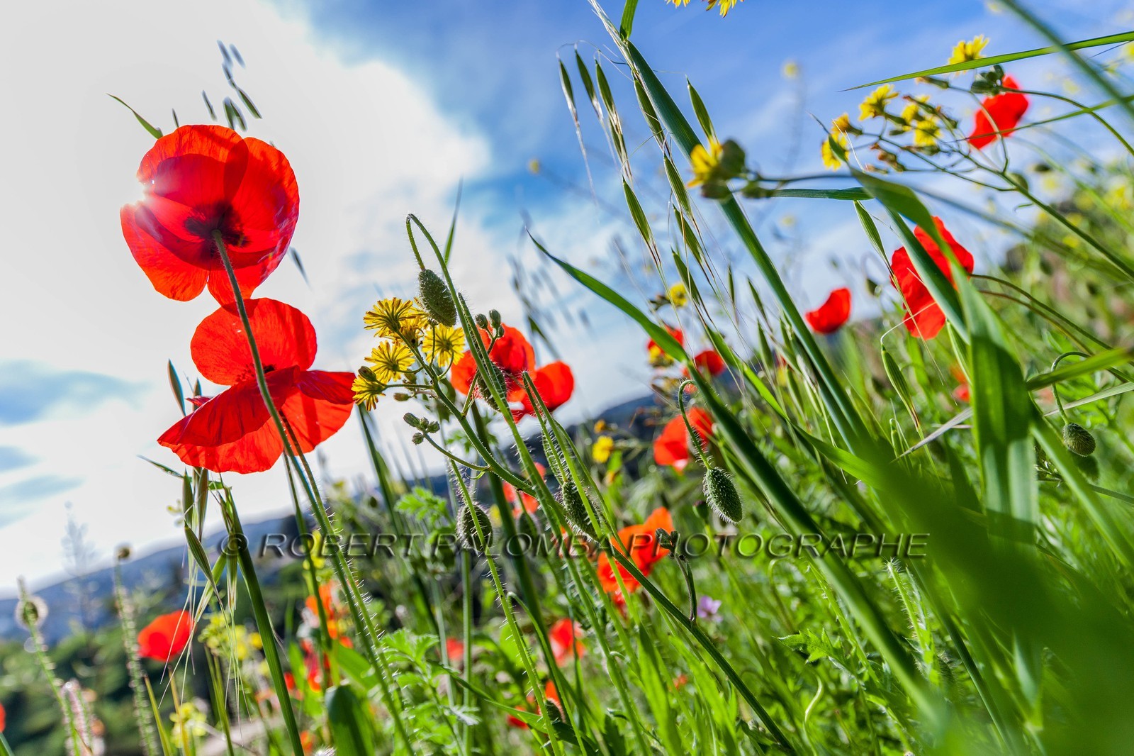 Coquelicot, Papaver rhoeas