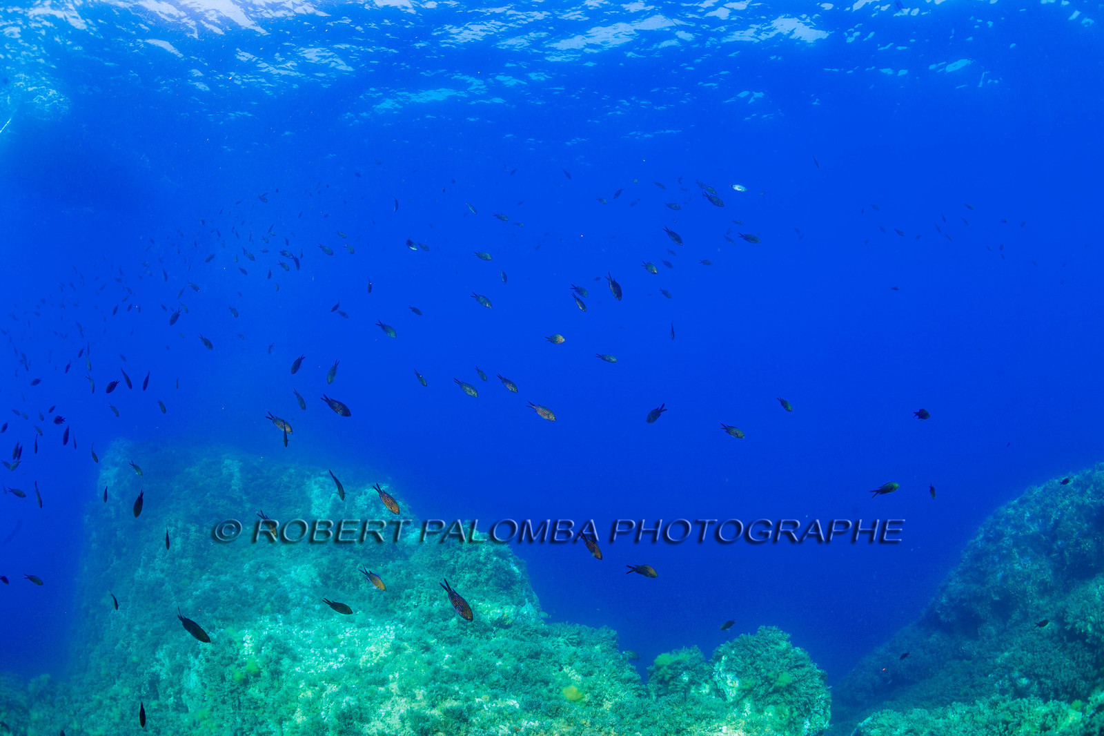 Plongée-sous-marine