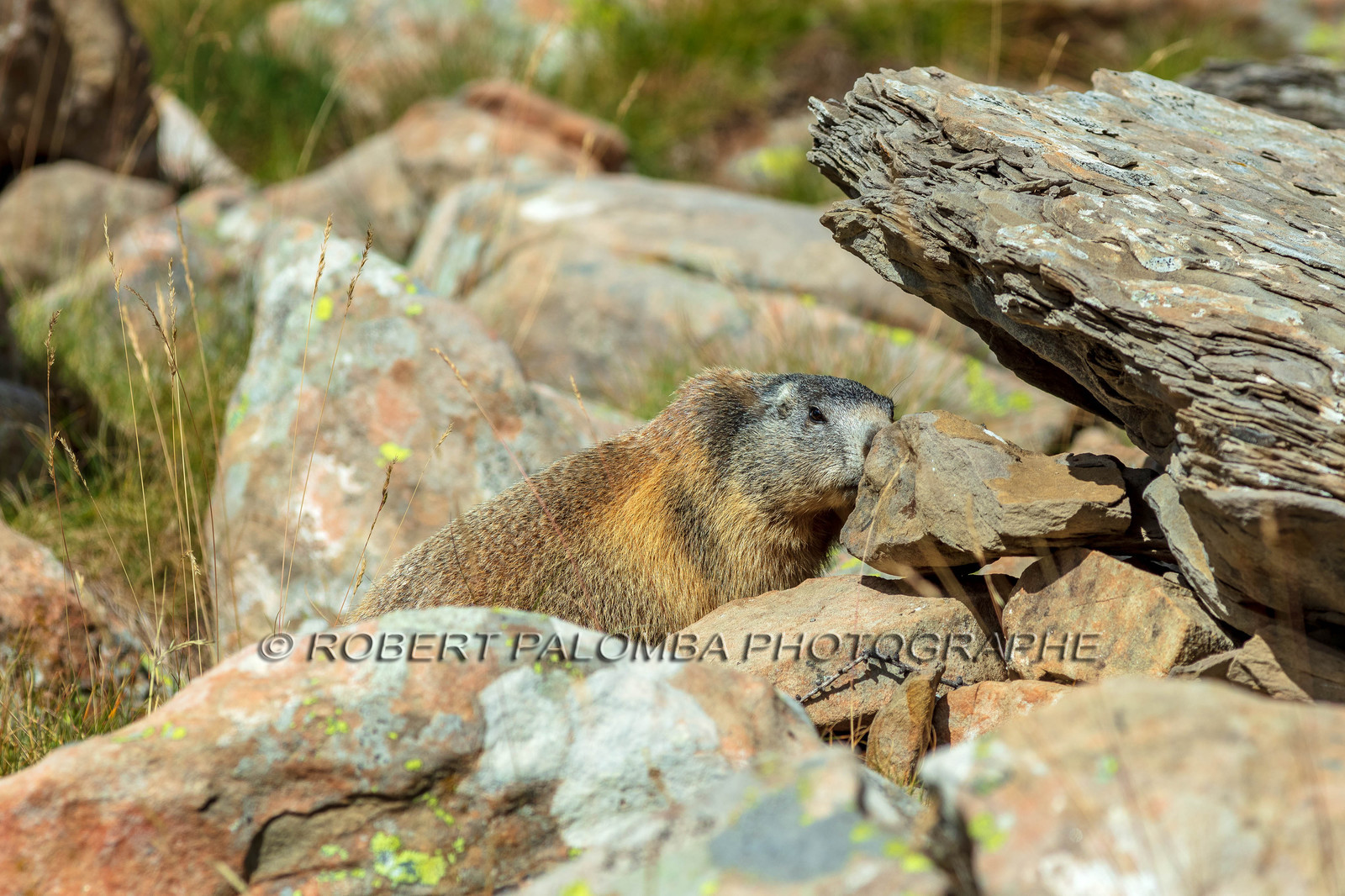 Marmotte
