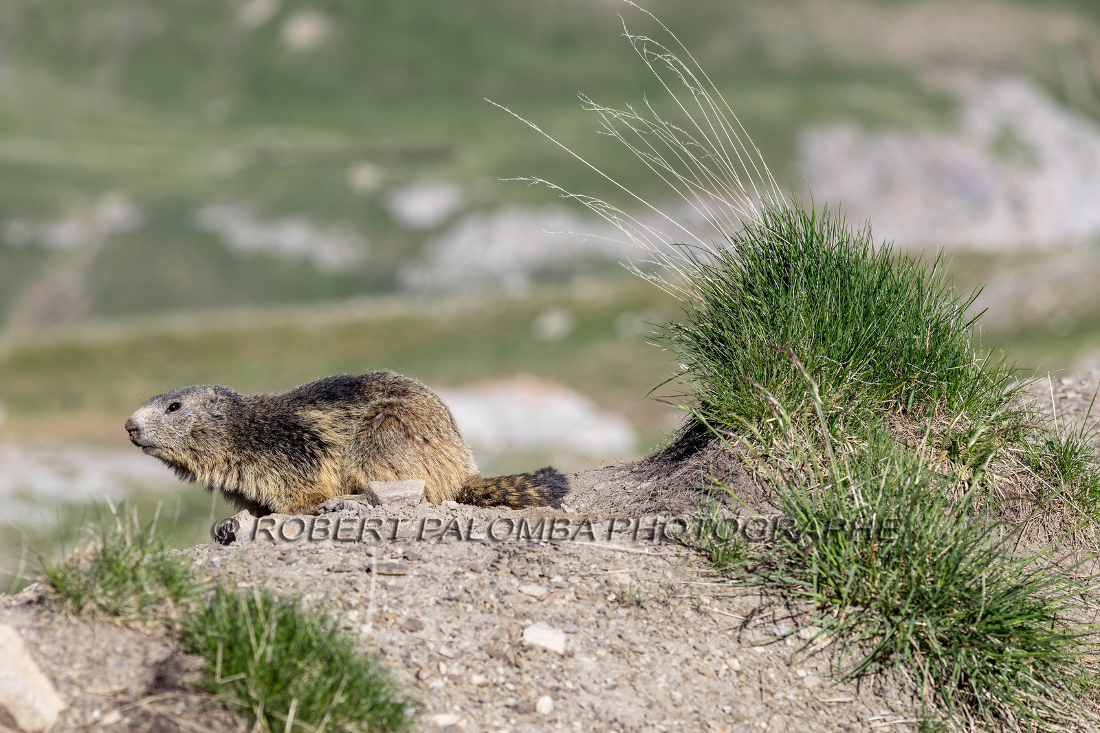 Marmotte, Marmota
