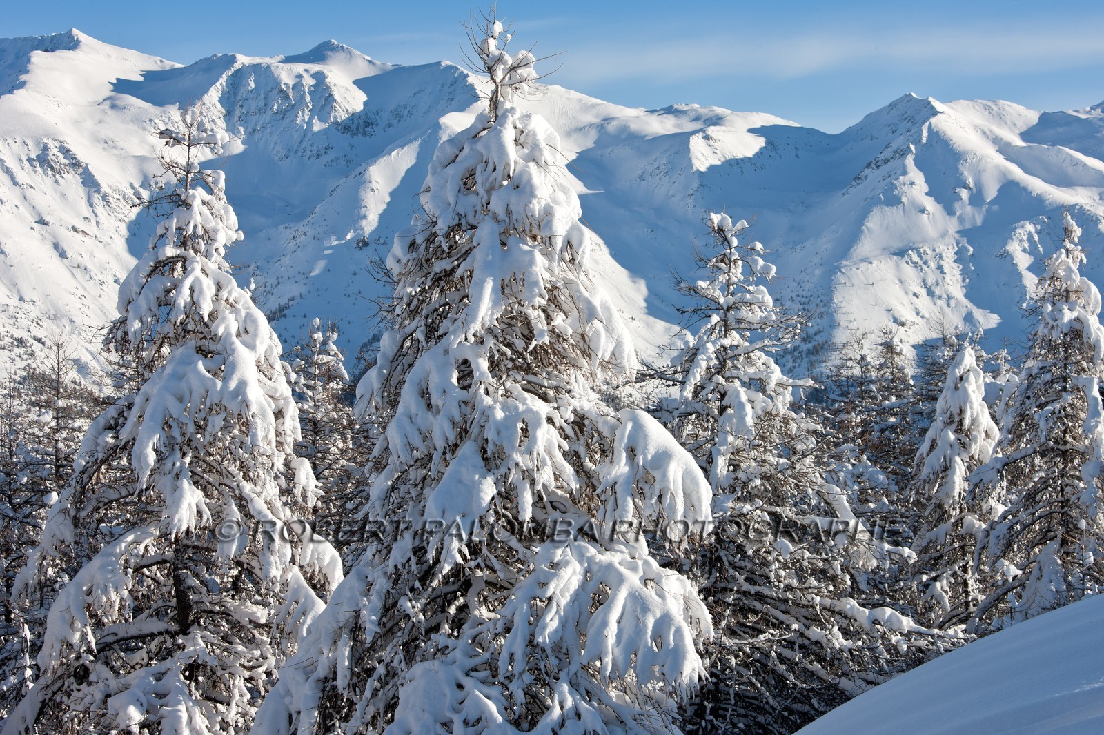 Arbres enneigés