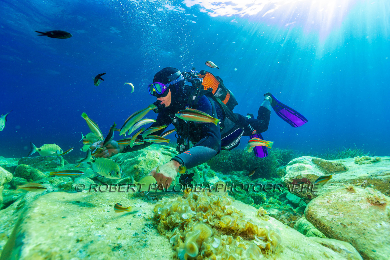 Plongée-sous-marine