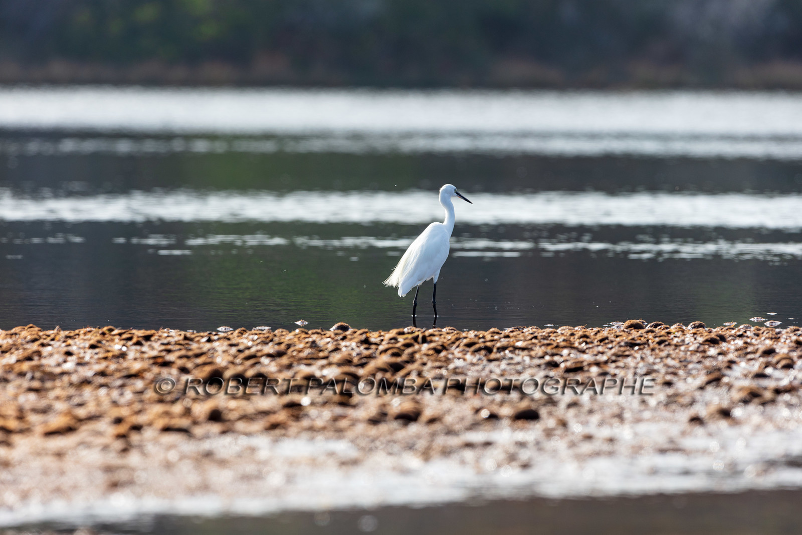Grande Aigrette