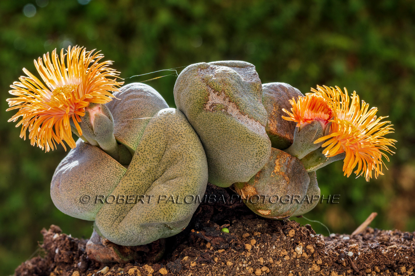 Flore Méditerranéenne