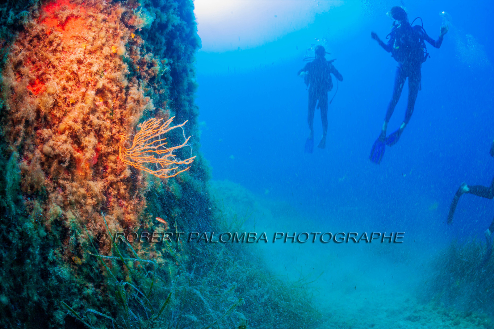 Plongée-sous-marine