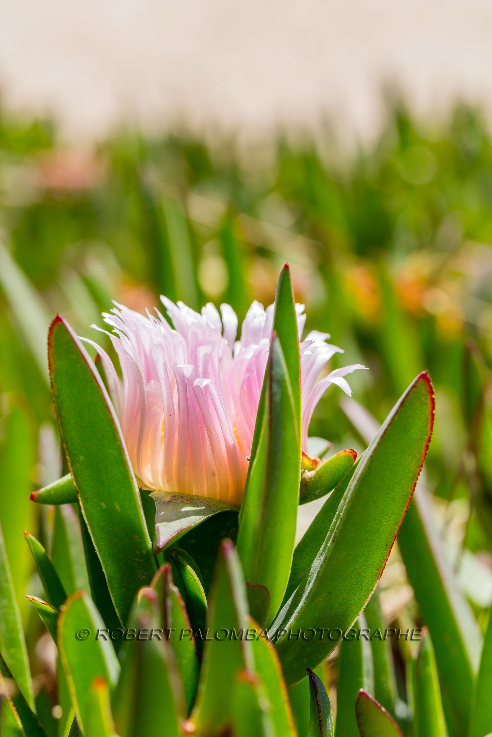 Flore Méditerranéenne