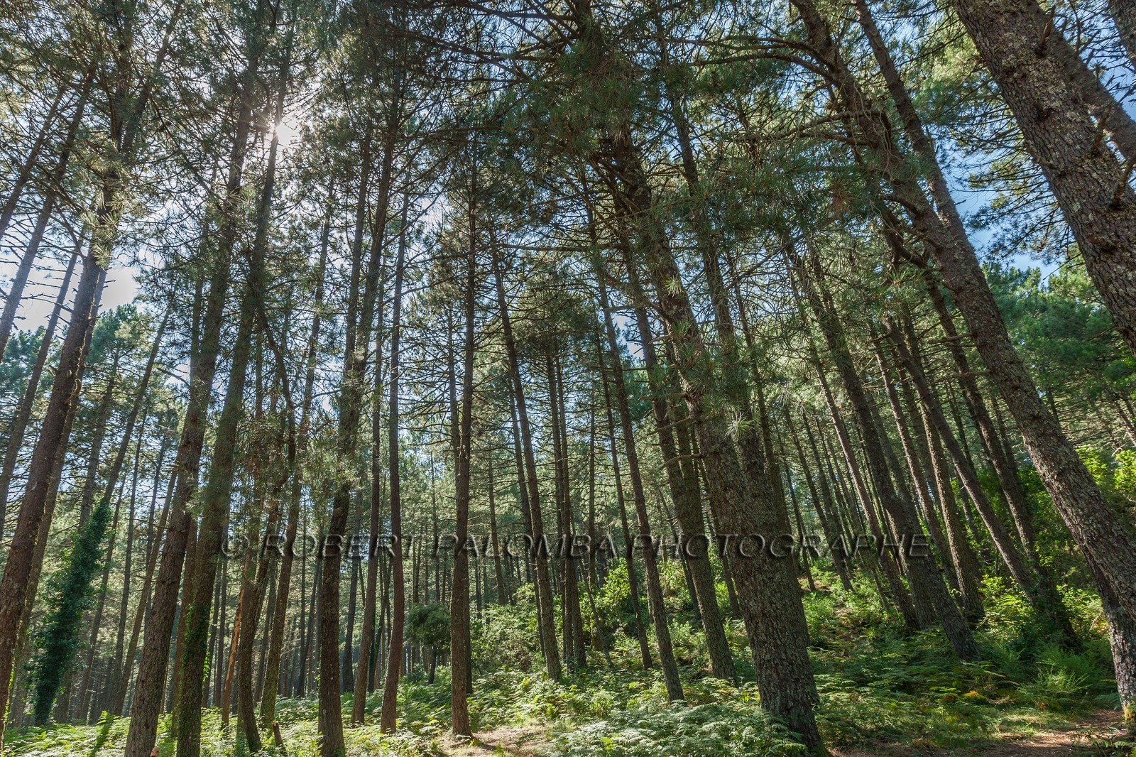 Forêt de l'Ospédale