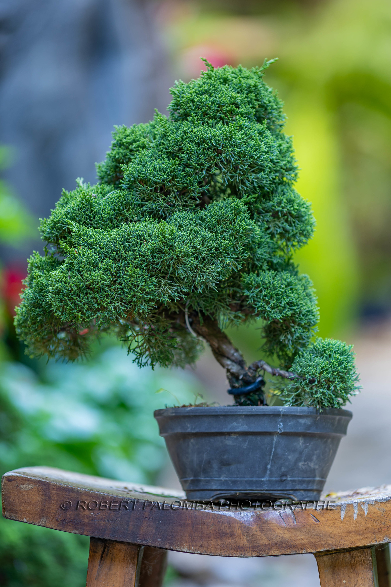 Bonsai
