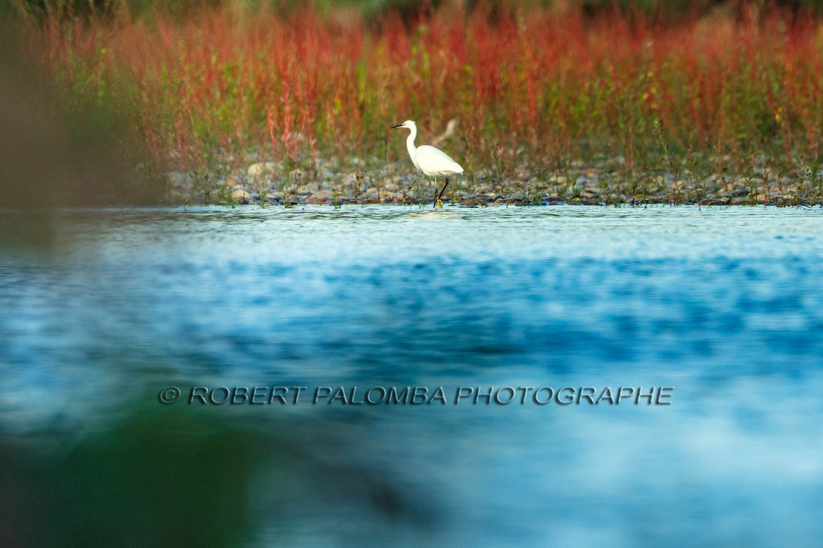 Alpes-Maritimes (06) Saint-Laurent-du-Var,Réserve ornithologique de Saint-Laurent-du-Var, Héron