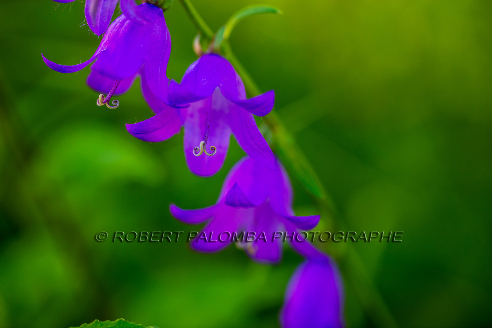 France, Alpes-de-Haute-Provence (04) Val d'Allos