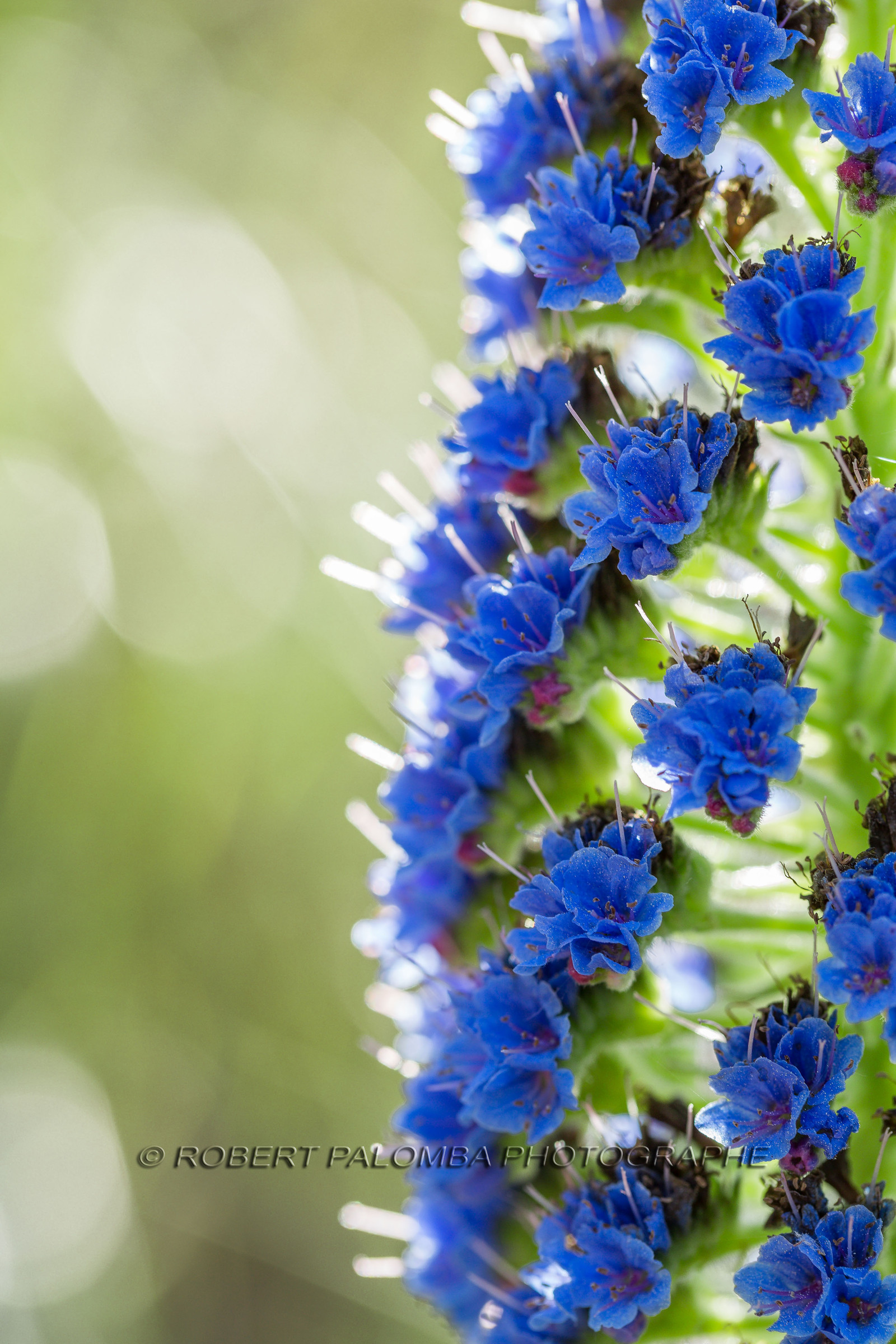 Flore Méditerranéenne