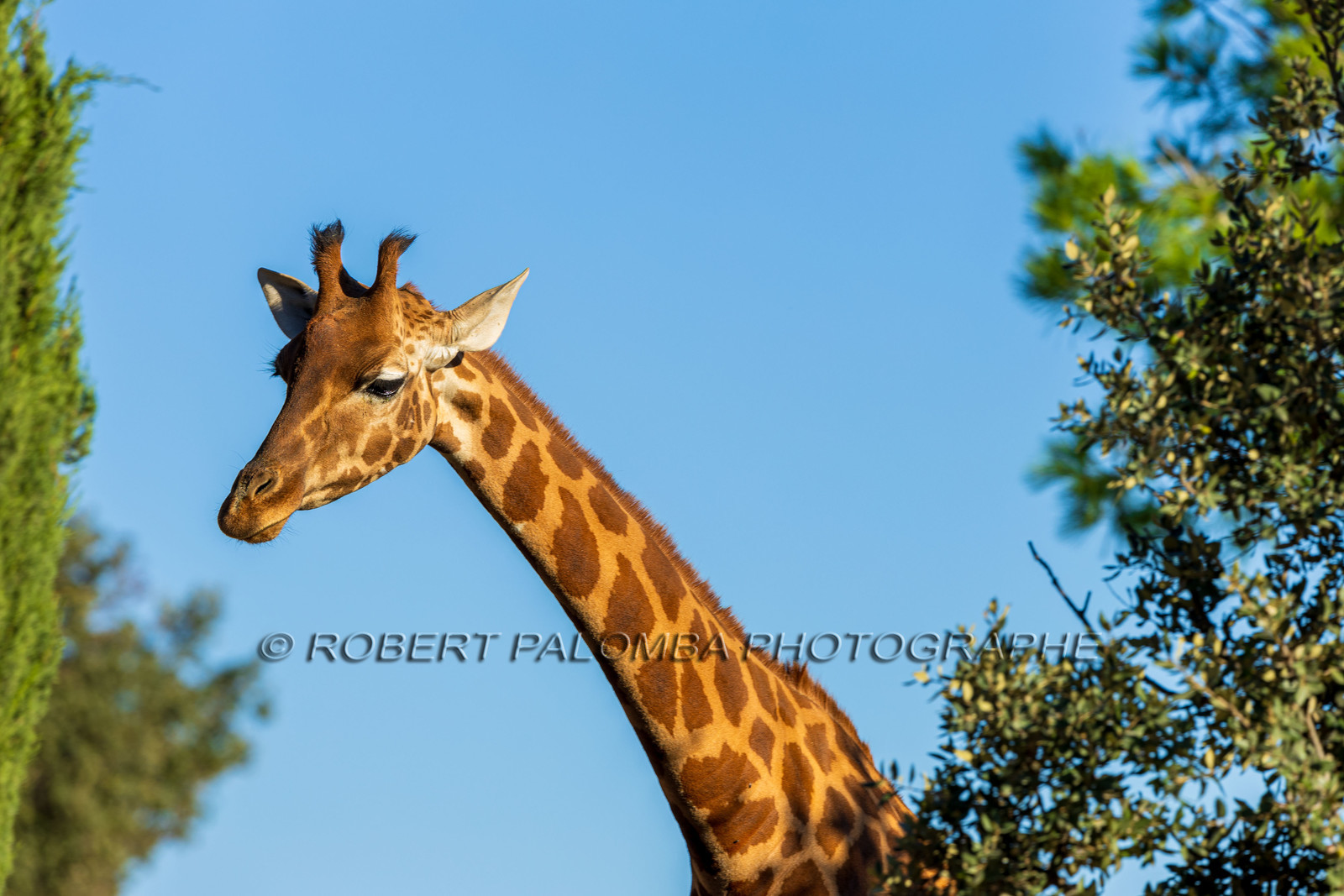 Parc animalier de la Barben